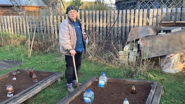 Высадила капусту. Борюсь с медведкой. смотреть онлайн