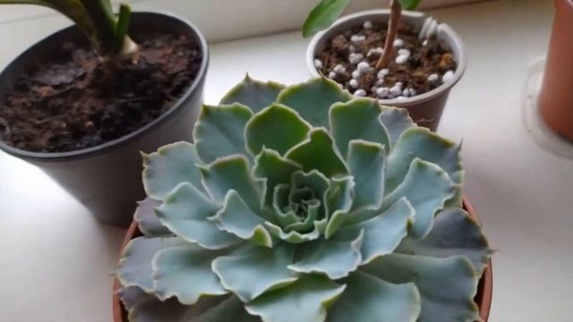 САМЫЕ НЕПРИХОТЛИВЫЕ КОМНАТНЫЕ РАСТЕНИЯ - СУККУЛЕНТЫ смотреть онлайн