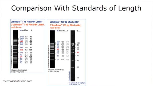 2 2 Определение количества и качества ДНК DNA quality and quantity control 07 37 смотреть онлайн