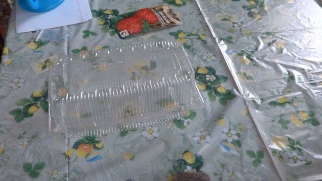 Земляника крупноплодная сорт Зефир и сорт Гигантелла/ Посев данных сортов земляники
