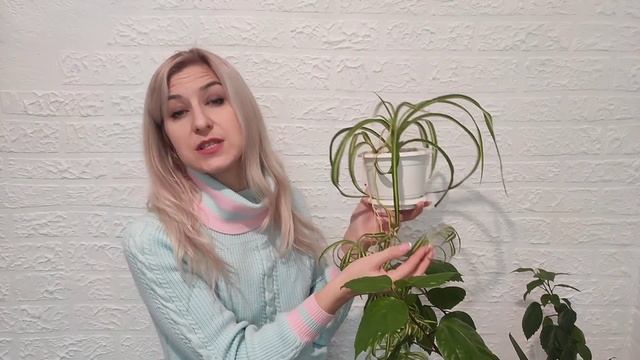 Хлорофитум. Уход в домашних условиях. Неприхотливый сад смотреть онлайн