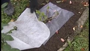 Укрытие крупнолистовой гортензии на зиму