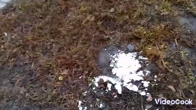 VLOG Снег почти растаял. Белки смотреть онлайн