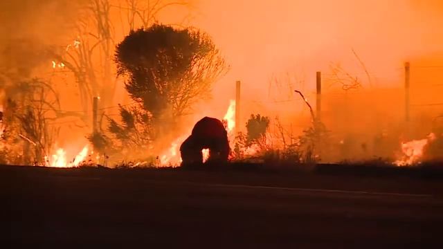 Человек рискует жизнью, чтобы спасти дикого кролика во время пожара смотреть онлайн