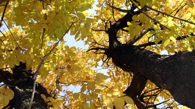 Песня об осени смотреть онлайн