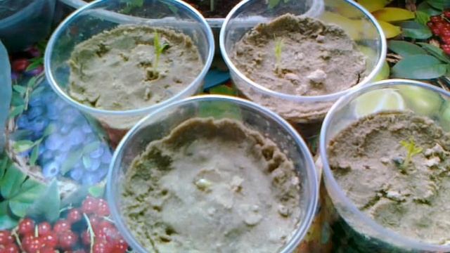 Нектарины и персики из косточки. Появились ростки. смотреть онлайн