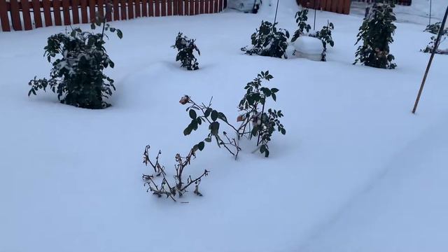 Розы зимой!