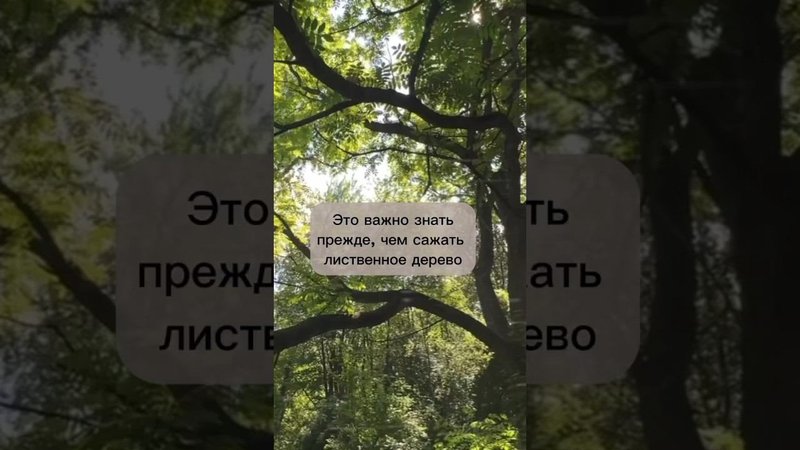 Это важно знать, прежде чем сажать лиственное дерево. #бонсай #bonsai #ниваки #сад #андрейдарусенков