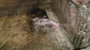 выгодно ли держать свиней?