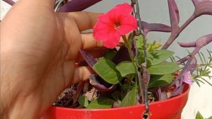 Off season mein petunia ka baby plant😳..kaise?|petunia plant germination|#video #beauty #subscribe