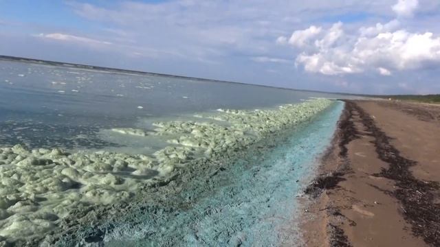 Сине-зеленые водоросли атакуют водоемы Латвии смотреть онлайн