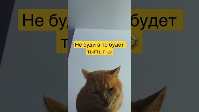 Юмор не будить ??#юмор #рек #смех #cats #shortfunnymoments
