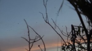 WE CAUGHT TWO DUCKS IN THE AIR!!! 10 Limits in Wild Alberta Field Duck Hunt!