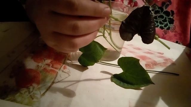 Батат в средней полосе - как вырастить? Черенки батата БЕЗ проращивания клубня!Открываю все секреты смотреть онлайн