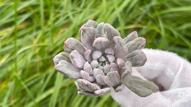 Pachyveria scheideckeri var. Albo-Carinata смотреть онлайн