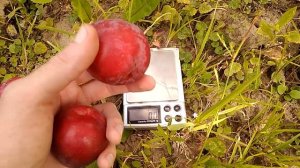 Алыча обильная новая и дынная Самые крупные плоды