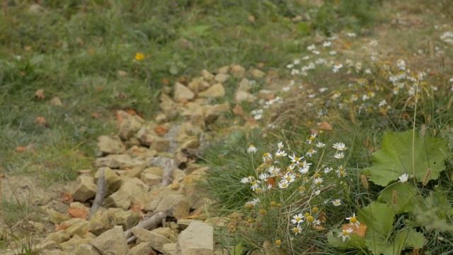 Autumn in Bryansk (Осень в Брянске) смотреть онлайн