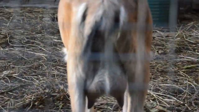 Как повысить удои у коз. смотреть онлайн