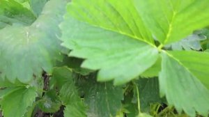 Элли -ранний сладкий сорт клубники . Саженцы в питомнике "Ягодный сад" г. Витебск Беларусь