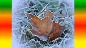 Клён ты мой опавший