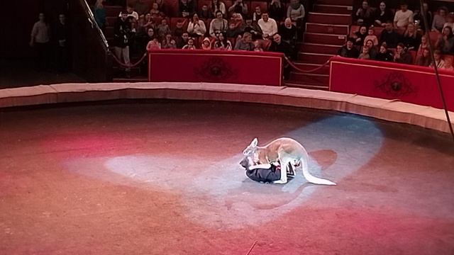 БОКС С КЕНГУРУ))))))))))))