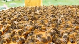 БАКФАСТ - ПОРОДА, А НЕ ГИБРИД!!!