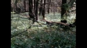 Охота на вальдшнепа с английским сеттером