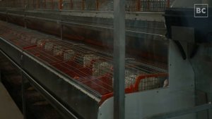 Открытие кролиководческой фермы в Усадище