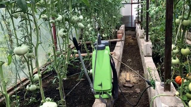 ➽ Подкормка помидор в теплице из поликарбоната | Подкормка томатов в теплице во время плодоношения смотреть онлайн