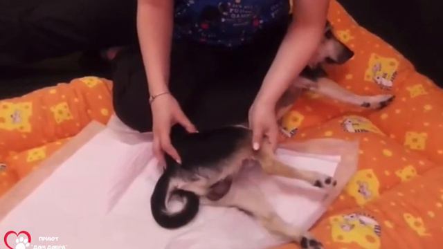 📝 НОВОСТИ ПРИЮТА «ДОМ ДОБРА»📝НАШ ПОДМАШИНЕЦ ДЖОНИК🐶