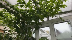 Тем временем в " домике для цитрусов" ???????