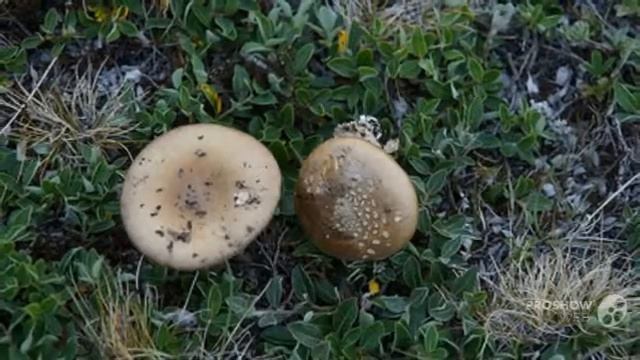 Amanita groenlandica - fungi kingdom