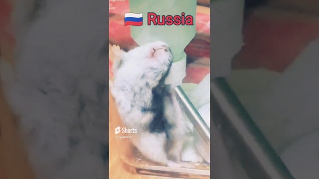 Германия против России ?? vs ?? #spaß #funnyvideo #funny #witzig #hamsters