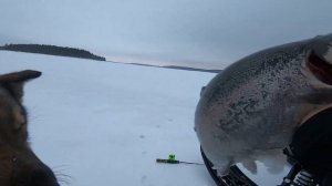 Сегозеро форель хариус. Сезон 2023 открыли удачно. #Сегозеро #Форель #Хариус #РыболовныйГид #Карели