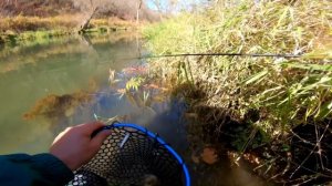 Trout Fishing with a Rapala Husky Jerk