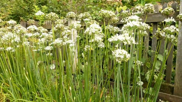 Allium tuberosum смотреть онлайн