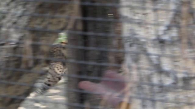 Кошка жоффруа 11.05.19 смотреть онлайн