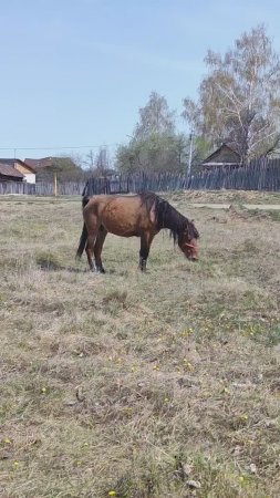 Ходит лошадь и пусть ходит