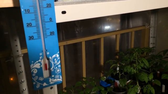 Рассада в лоджии не замёрзла. смотреть онлайн