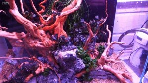#aquascaping #Акваскейпинг. Запуск аквариума 75 литров. Высадка растений. Медленный травник.
