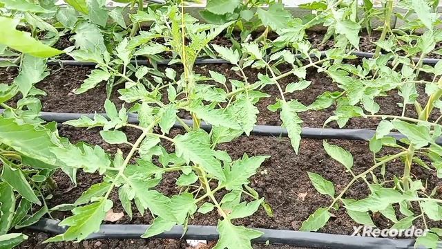 Прогулка по даче. Часть 2 - огород. смотреть онлайн