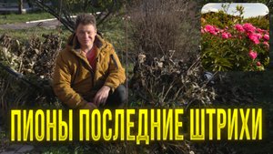 Срезать ли ботву на пионах на зиму чтобы получить цветочный взрыв цветения пионов