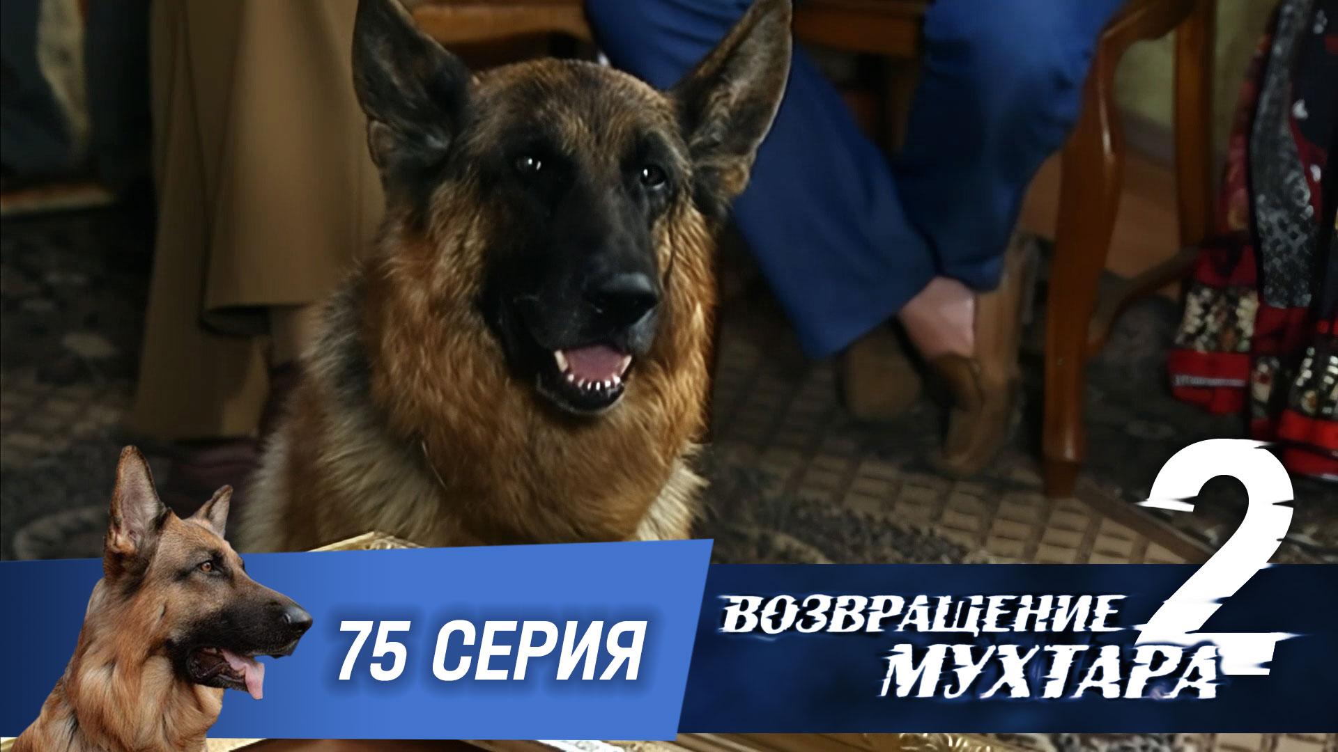 Возвращение Мухтара  2. 75 серия. Друг детства