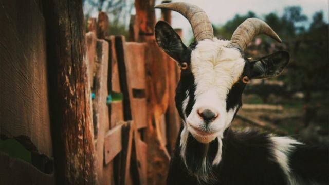 Кто такие Козлы🐐Интересные и Малоизвестные факты о Козлах🔥 AnyWild