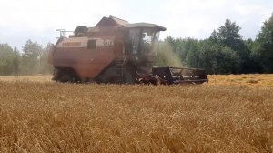 Уборка зерна/ пшеница Беларуси/ Палесье GS 10, GS 12/ комбайны в работе