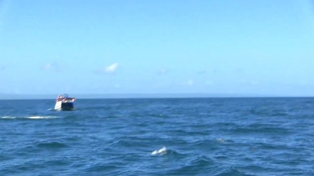 Киты в Доминикане . смотреть онлайн