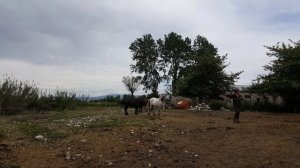 Вот тебе и свободная случка//веду Ванессу в табун