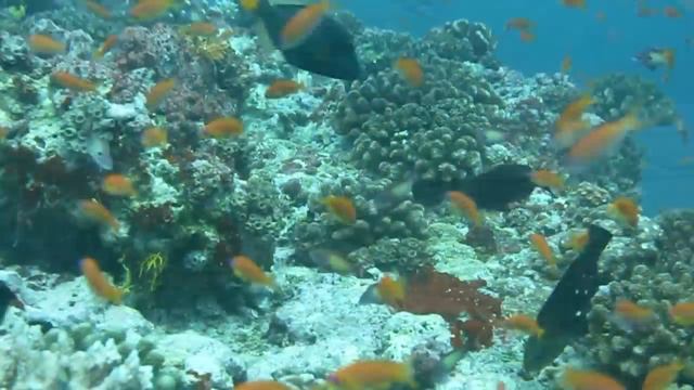 Coco Palm Dhuni Kolhu Maldives смотреть онлайн