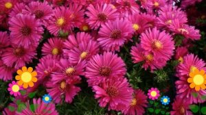 Астра кустарниковая Джени (Jenny). Краткий обзор, описание характеристик, где купить саженцы