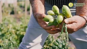 Популярный Сорт Томата для Открытого Грунта – СОРТ ЛЕЛЬ